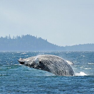 Telegraph Cove - Humpback whale
